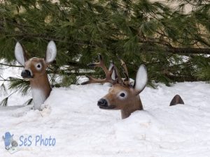 Up to Their Necks in Snow