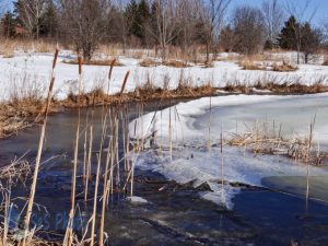 No Nest in the Cattails Yet