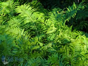 Summertime Ferns