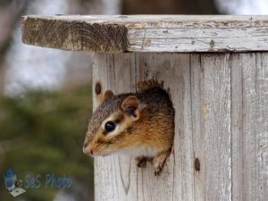 New Resident in Birdhouse