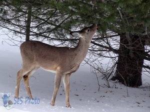 Pine Needle Lunch