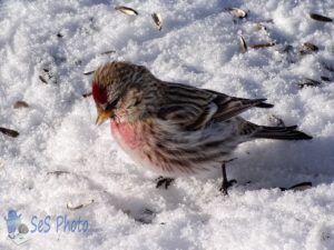 Redpolls Still Around