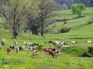 Cows on Pasture