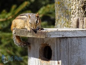 Sunbathing Chipmunk