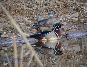 Return of the Wood Ducks