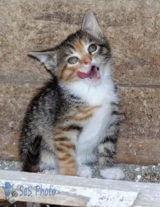 Kitten Playing Inside