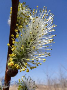 Pussy Willow Past Prime