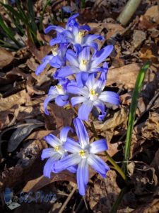 Snow Glories Open Up