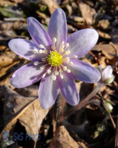 First Wildflower This Spring