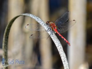 Meadowhawk Dragonfly