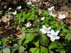 More White in the Woods