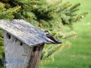 Claiming Bird House