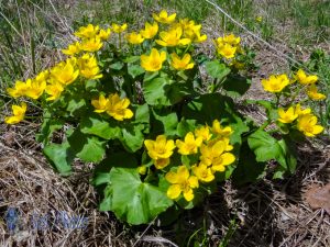 Yellow in the Marsh