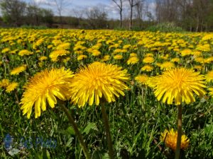 Pretty Yellow Flowers