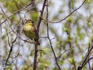 Little Palm Warbler