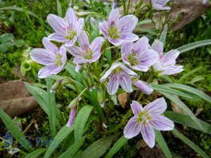 Pretty Pink Spring Beauties