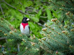 Male Rose-breasted Grosbeak