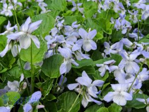 A Sea of Pale Blue