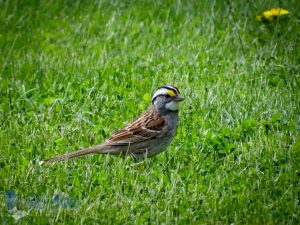 White-throated Sparrow