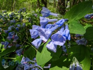 Pretty Virginia Bluebells