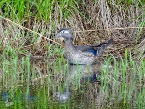 Waiting Female Wood Duck