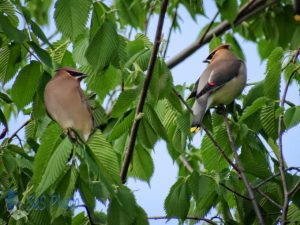 Cedar Waxwings