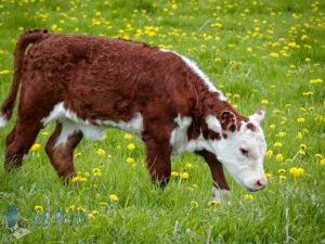 Calf Among the Dandelions