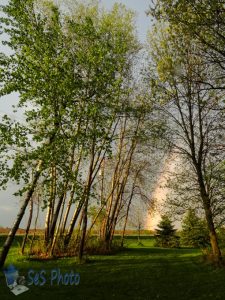 Rainbow Through the Trees