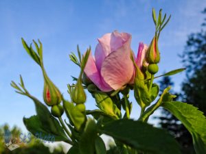 Season's First Wild Rose