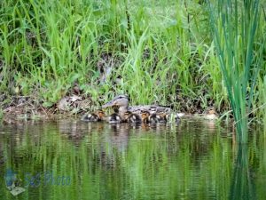 New Batch of Ducks