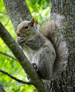 Up a Tree