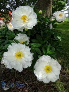 White Peonies