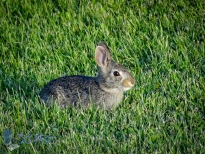 Baby Bunny