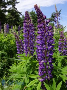 Lovely Lupines