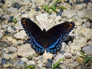 Red-spotted Purple