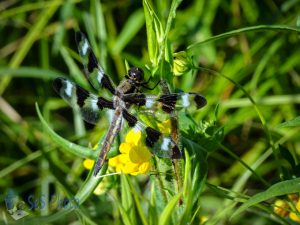 Twelve-spotted Skimmer