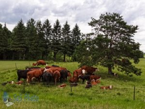 Summertime Calf Nap