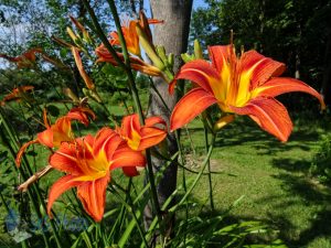 Orange in Summer