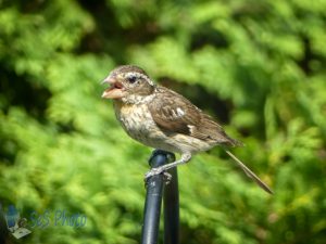 A Crying Grosbeak