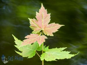 Summertime Colored Leaves