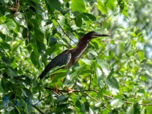 Displaced Green Heron