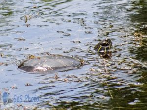 Hot Day at the Pond