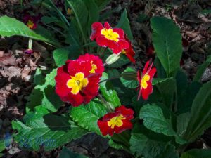 Primroses