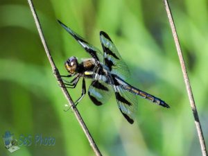 Male Twelve-spotted Skimmer