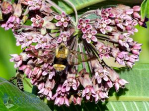 Snowberry Clearwing