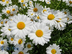 Summertime Daisies