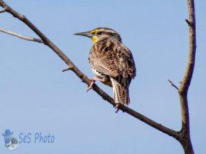 Bird Perching