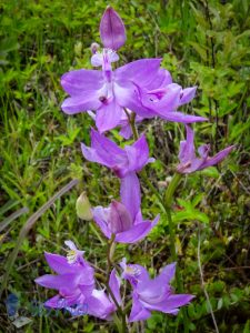 Tuberous Grass-pink