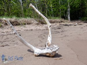 Longhorn Driftwood