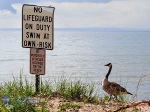 Goose at Risk